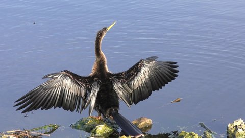 Anhinga drying up its wings near lake in Florida.