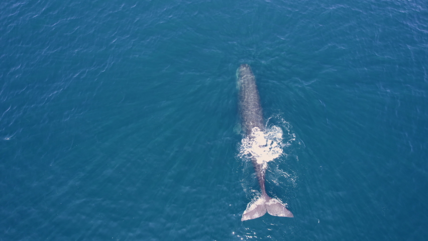 Top down drone view on sperm whale in it's natural habitat. Magnificent sea creature showing on surface of pacific ocean. Giant sperm whale swimming in wide dark oceanic waters. | Shutterstock HD Video #1075564550