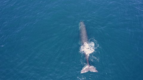 Top down drone view on sperm whale in it's natural habitat. Magnificent sea creature showing on surface of pacific ocean. Giant sperm whale swimming in wide dark oceanic waters.