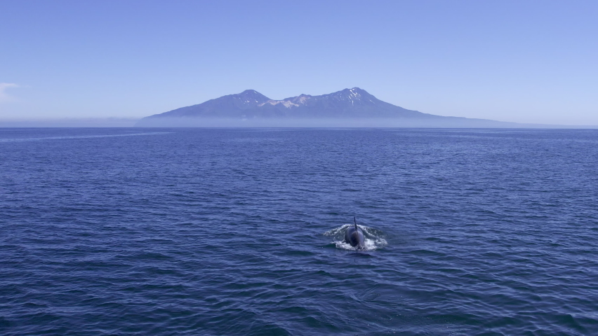 Big orca swimming in dark Pacific waters. Giant mammal on surface of oceanic water with beautiful mountains on background. Orca whale in it's natural habitat. Gigantic orca showing on ocean surface. | Shutterstock HD Video #1075564562