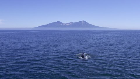 Big orca swimming in dark Pacific waters. Giant mammal on surface of oceanic water with beautiful mountains on background. Orca whale in it's natural habitat. Gigantic orca showing on ocean surface.