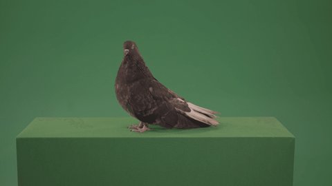 Pigeon flies over the city in search of its nest. Gray pigeon behaving naturally on green chromakey background. Animal green screen footage for keying and video composing.