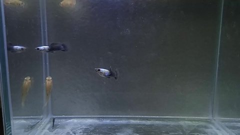 Guppy fish at the tank