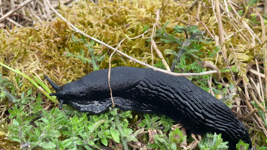 Black slug on natural background in motion with camera zoom zooming in. Arion ater. 