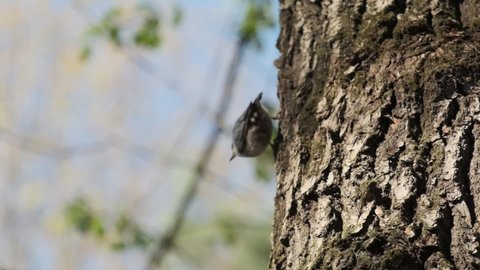 nuthatch sits on a tree and flies away