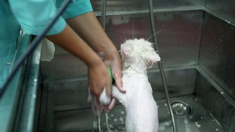 A pet beauty salon master washes a white cat in a special pet bath. Close-up of a wet white cat while swimming