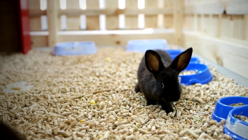 megazorb for rabbits