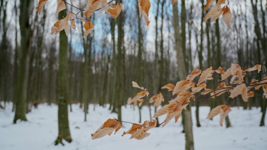 Romantic winter, forest view, branches and yellow leaves, against a background of trees and a blue sky. In smooth motion. Botanical plot. Royalty-Free Stock Footage #1075579760