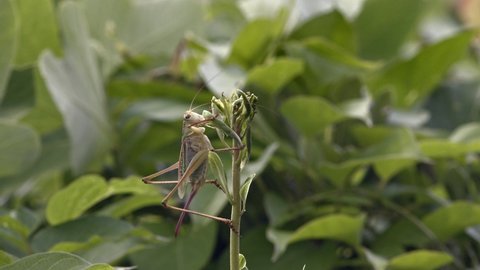 Japanese katydid feeding on new sprouts 