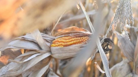 closeup of late corn in field