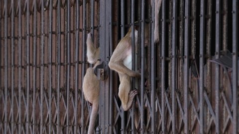 Long-tailed Macaque, Macaca fascicularis, Lop Buri, Thailand; two individuals sitting and hanging in between an accordion gate of an abandoned shop while others move around.
