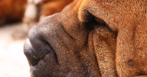 Close Up Of Wrinkled Head Of A Shar-Pei Dog Sleeping.