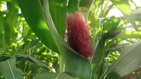 Close-up of very beautiful corn fibers, stigmas in the rays of golden sunlight on the background of a corn plantation. Medicinal corn stigmas, fibers, hair. Maize plantation. Slow motion.