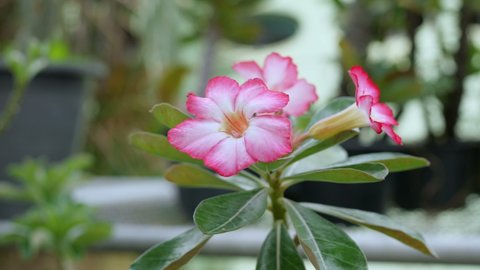 Chok Am Nuay Adenium flower is Blooming, tropical flower, obesum Adenium ( Desert Rose flower)
