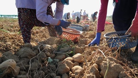 Potato picking farm workers. Potatoes harvest farmers that pick fresh organic potatoes