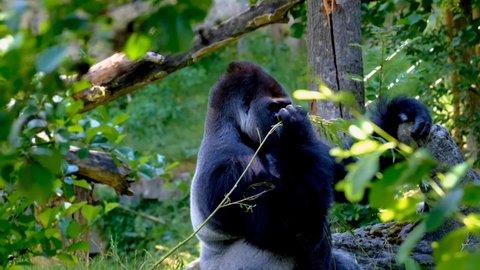 Gorilla monkey silver back furry