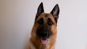 4K footage with dog, minimalism and nothing superfluous. German shepherd sits on white background and looks attentively with its mouth open. Advertising of pet store and products for animals.