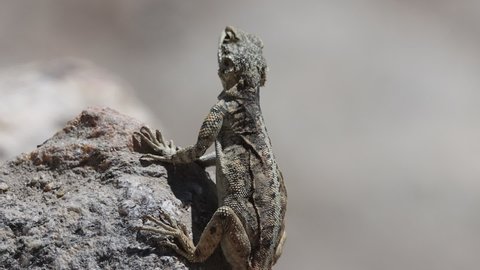 Agamas lizard is sitting on the hot rock desert survive 120fps slow motion 