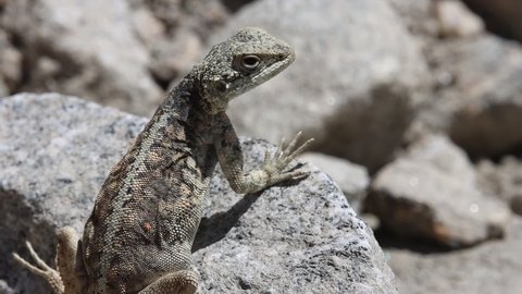 Agamas lizard is sitting on the hot rock desert survive 120fps slow motion 