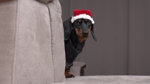 Adorable dachshund puppy wearing red Santa Claus hat and sweater looks out from behind light grey sofa in living room closeup
