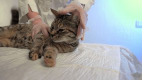 Examination in a veterinary clinic of a young tabby cat, she lies on the table and the doctor examines her, pet health care concept