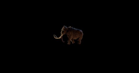 Mammoth animal walking motion video