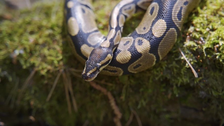 The royal python sticks out its tongue and crawls gracefully down the green hill. The snake curled up in a ball slowly lowers its head down. Royalty-Free Stock Footage #1075606367