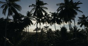Silhouettes of palm trees in backlight. Shooting from a drone. The camera moves away from the palm trees, view of the sunset. Sunset in a tropical country, shooting against the sun