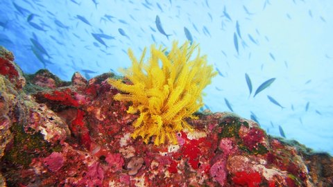 A yellow crinoid on top of the reef in maldives