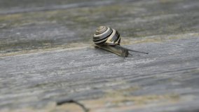 A snail crawling over a wooden plank 