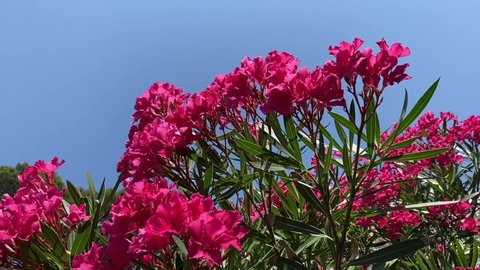 Pink oleander azalea flowers against clear blue summer sky. Beautiful bright oleanders  bush in tropical garden against blue heaven.