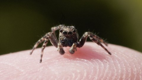 Jumping Spider insect, family Salticidae, on the human skin of hand, macro closeup