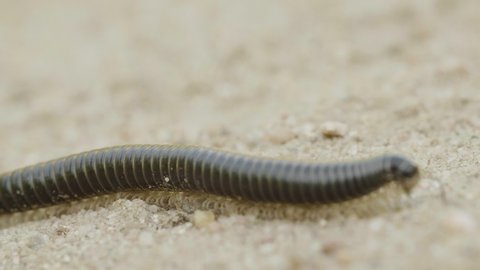 A centipede moves over ground, macro, summer day