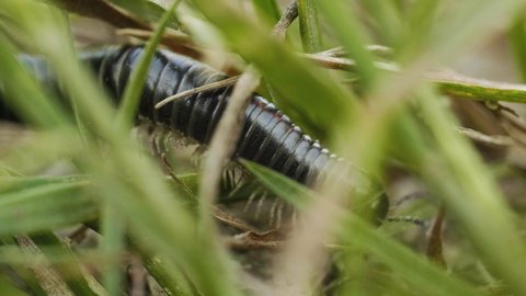 A centipede moves over ground, macro, summer day