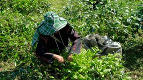 Farmers picking green tea leaves video 4k 