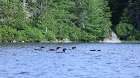 Video Clip of a Common Loon in Maine 