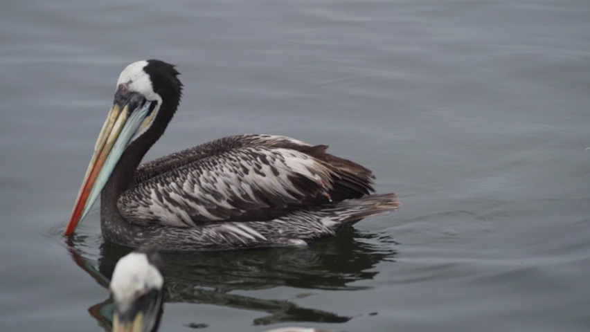 Peruvian Pelican Swimming In Ocean. Tracking Shot