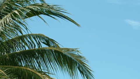 Coconut palm boughs blowing in the gentle breeze on a balmy, tropical day