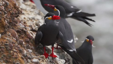 Group Of Inca Terns Perched On Rock Face With Blurred Waves In Background