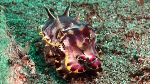 Flamboyant Cuttlefish (Metasepia Pfefferi) feeding and changing colors