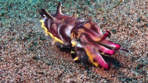Flamboyant Cuttlefish (Metasepia pfefferi) walking over sandy reef bottom displaying vibrant colors