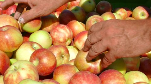Farmers pick apples and sort them into large boxes in the orchard