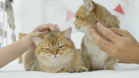 Cute couple cat in one frame, cute curious cat indoors and looking up, fluffy Siberian cat yawn, the concept of pets