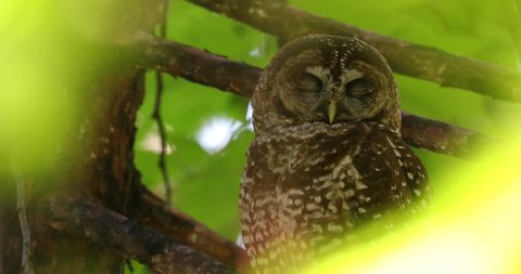 A spotted owl rests in a tree in the Sierra Nevadas.