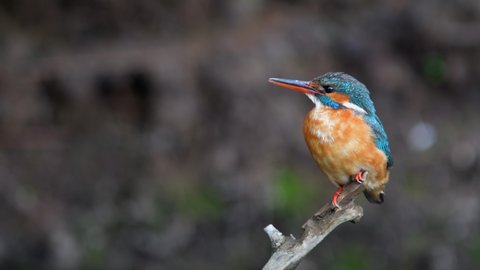 Common Kingfisher Alcedo atthis adult female sitting on a perch and looking around guarding their nest. Natural habitat.