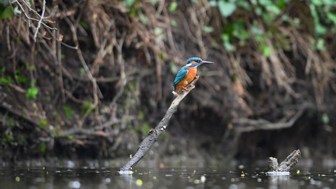 Common Kingfisher Alcedo atthis adult male sitting on a perch above small river near nest in its natural habitat.