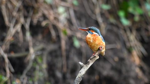 Common Kingfisher Alcedo atthis adult female sitting on a perch and looking around guarding their nest. Natural habitat.