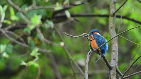 Common Kingfisher Alcedo atthis adult female sitting on a branch in tree and looking around guarding their nest. Natural habitat.