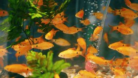 video slow motion of Beautiful fish swim in the glass tank of the ornamental fish shop.