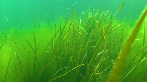 Zostera seagrass and green algae (Cladophora sp.) on the seabed, Black Sea